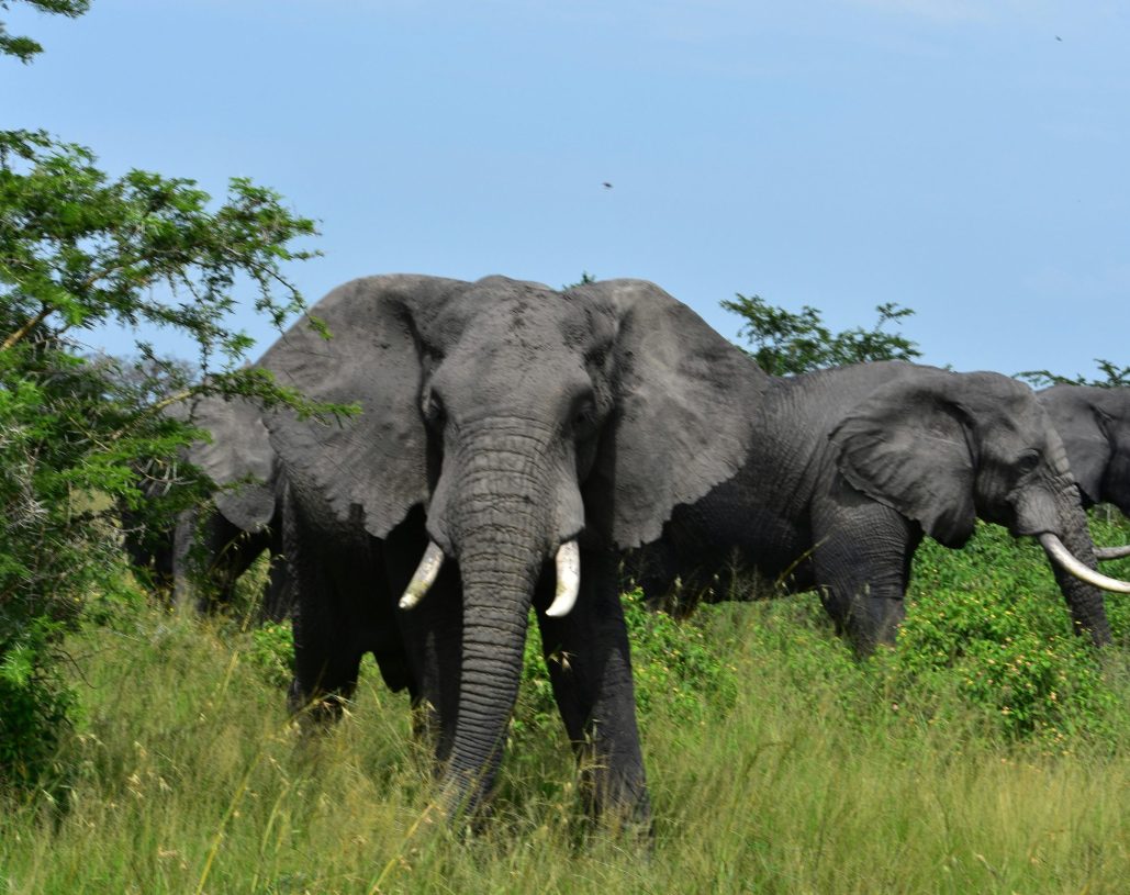 emmy-shingiro-R_11WYJ05J4-unsplash